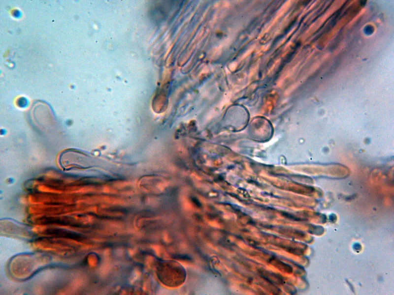 Chondrostereum purpureum 11 - Hifas vesiculosas 1